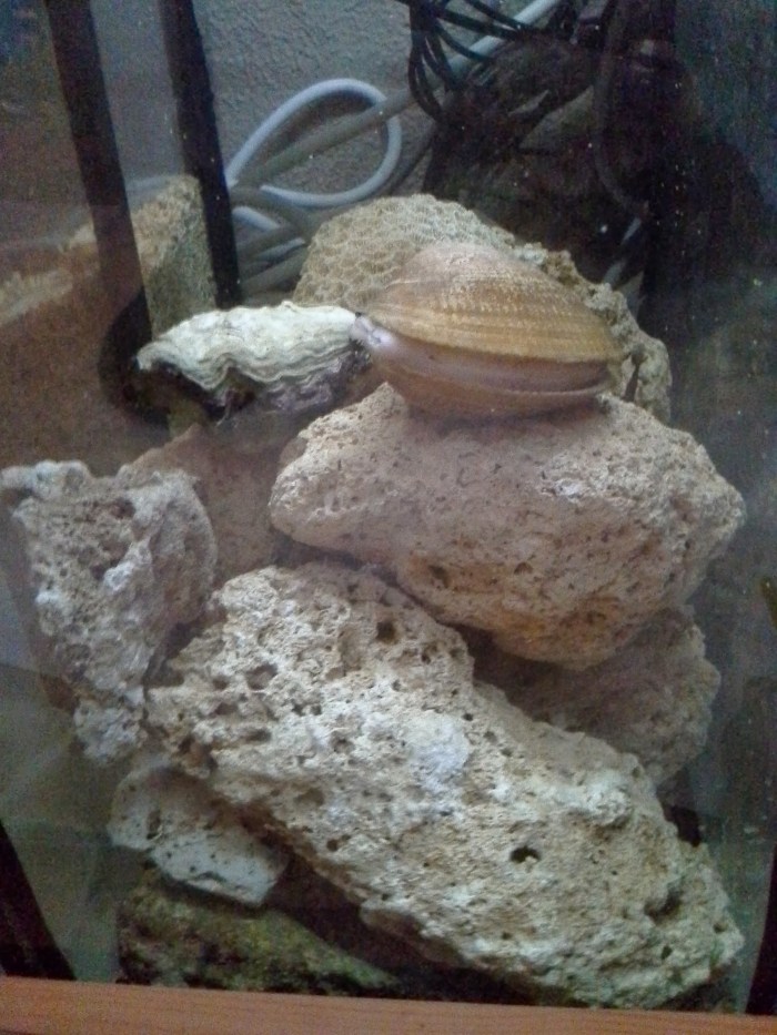 Sump with live rock, oyster and clam